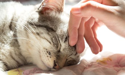 ¿Por qué y cómo ronronean los gatos? El misterio sigue sin ser revelado
