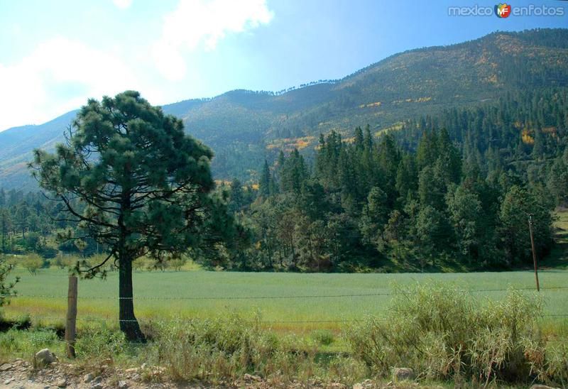 Defraudan a 15 familias en Arteaga Con venta de terrenos irregulares
