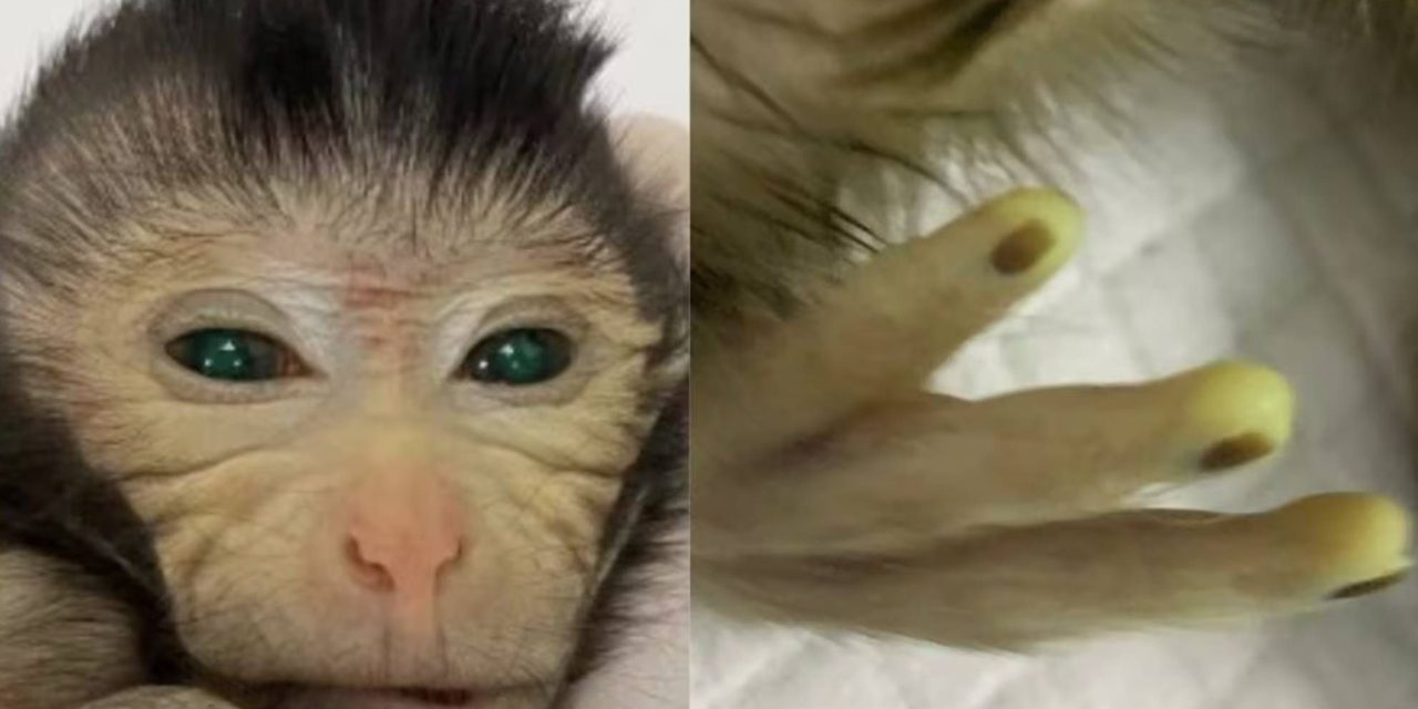 Crean un mono quimérico con dos conjuntos de ADN distintos