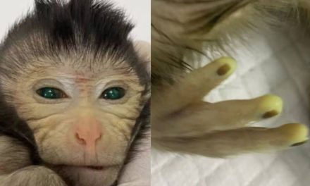 Crean un mono quimérico con dos conjuntos de ADN distintos