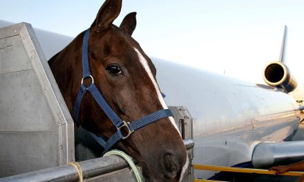 Caballo se escapa de la bodega de carga de un avión y tiene que aterrizar de emergencia