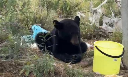 Capturan a oso en Arteaga