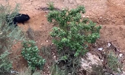 Capturan a familia de cerdos vietnamitas en Saltillo