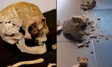 Rompen cráneo de 700 años durante exhibición en Puebla