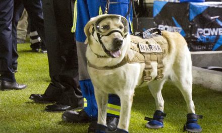 Preparan emotivo homenaje a Frida, la perrita rescatista de la Semar