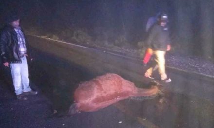 Caballo ocasiona accidente sobre la carretera General Cepeda- Parras y dos personas terminaron lesionadas
