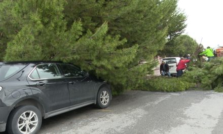 Le cae árbol a lujosa camioneta al norte de Saltillo