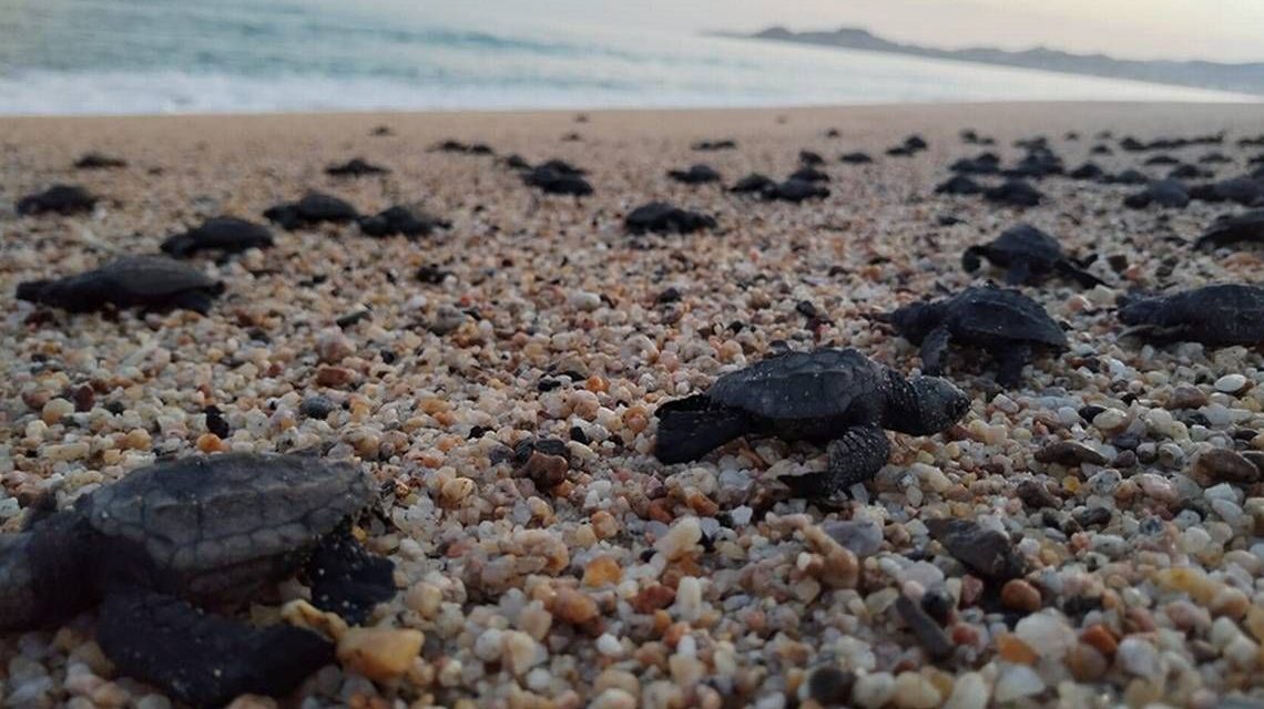 Liberan 26,500 crías en cinco playas mexicanas