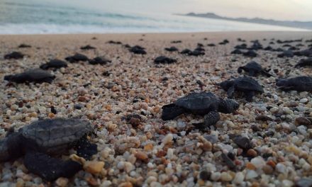 Liberan 26,500 crías en cinco playas mexicanas