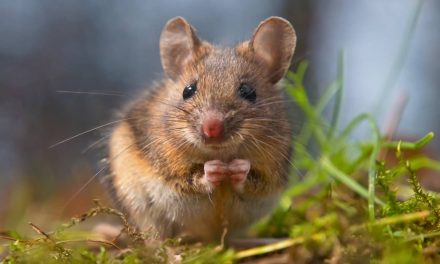 Las ratas también pueden imaginar, revela estudio científico
