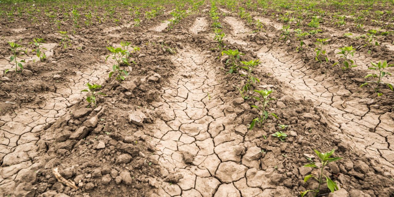 Sequía afecta a más del 70% del territorio nacional al término de la temporada de lluvias