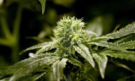 Indulta Biden a miles de condenados por posesión o uso de marihuana