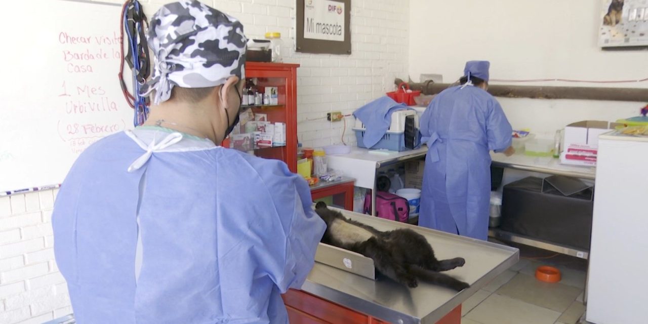 Continúan jornadas de esterilización en Ramos Arizpe