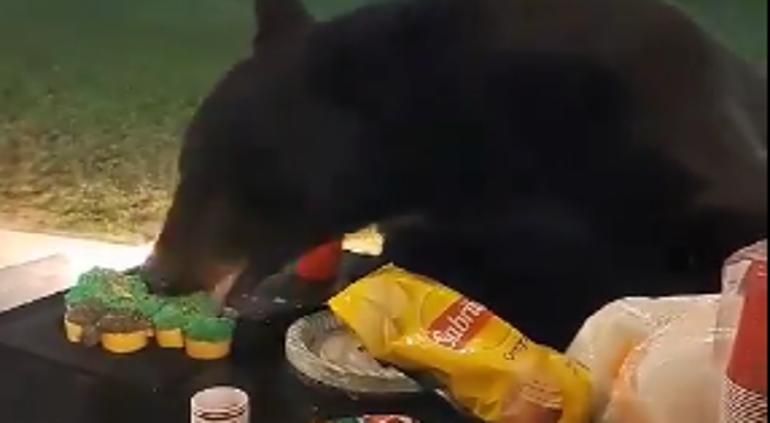 Video: Oso llega de colado a posada y se ‘roba’ los pastelitos en Nuevo León