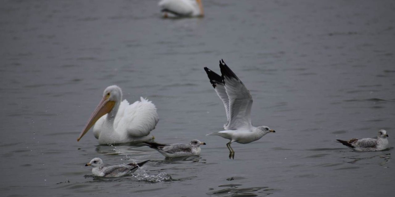Preparan vigilancia por llegada de aves migratorias a Sabinas