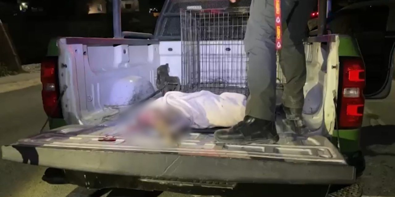 Cría de venado será enterrado en la UAAAN