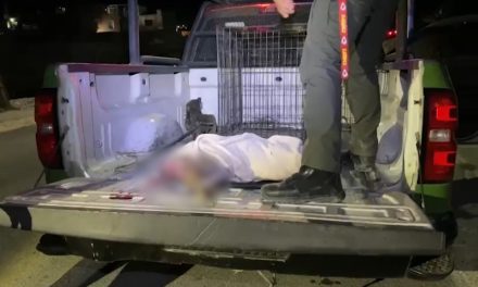 Cría de venado será enterrado en la UAAAN
