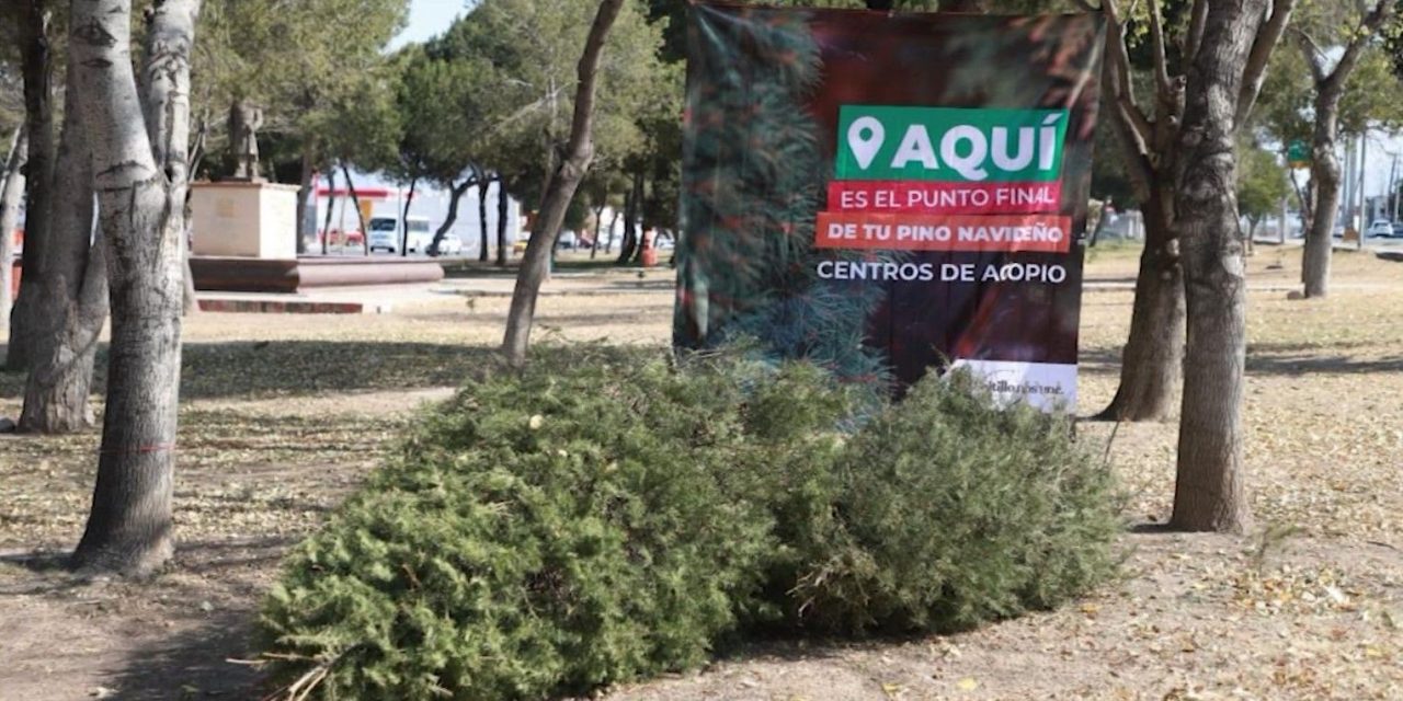 Abrirá Saltillo 10 módulos de acopio de pinos navideños