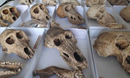 Los egipcios consideraban sagrados a los animales, pero sus momias revelan que vivieron en malas condiciones