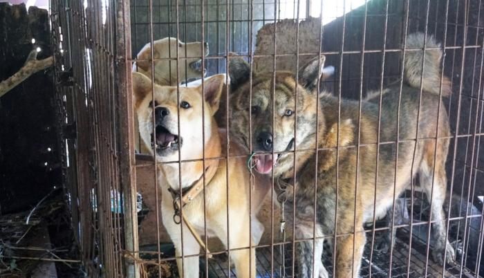 Prohíben en Corea del Sur la venta de carne de perro