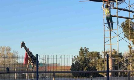 Multan con más de millón y medio de pesos a Cd. Juárez por maltrato a Jirafa ‘Benito’