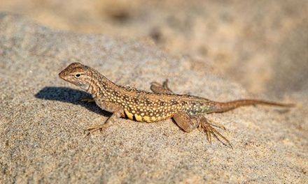 Descubren una nueva especie de lagartija en Chiapas