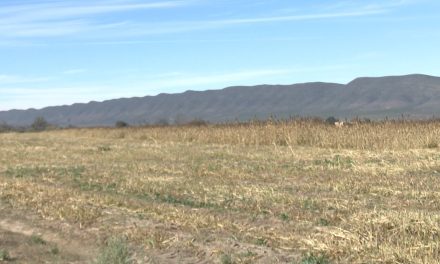 Se desploma producción de maíz en Coahuila