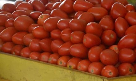 Hasta 70 pesos el kilo de tomate