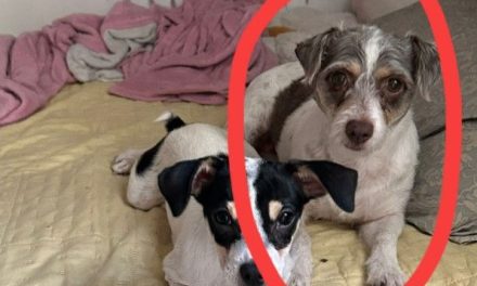 Buscan a ‘Vaquita’… perrita se escapa de veterinaria de Saltillo