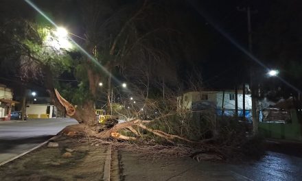 Vientos causan estragos en distintos puntos de Saltillo