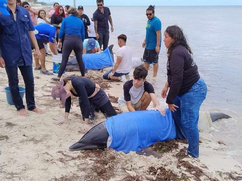 Rescatan a delfines varados en Telchac, Yucatán