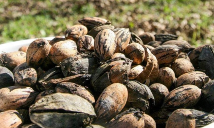 Productores de nuez en Coahuila reciben atención prioritaria