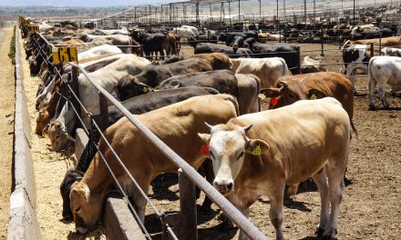 Coahuila mejora estatus en exportación de ganado