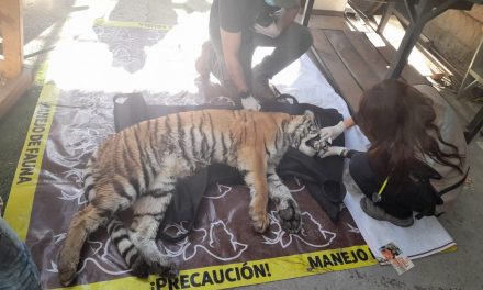 Aseguran tigre tras cateo en colonia Valle Verde de Monterrey