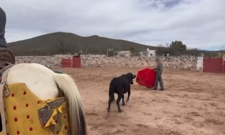 Ambientalista denuncia tienta de toros