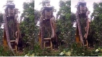 Video: Encuentran anaconda de casi 11 metros en Brasil