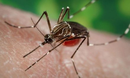 OMS en alerta por el alto índice de casos de dengue en México