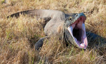 El dragón de Komodo tiene dientes similares a los de dinosaurios: investigación