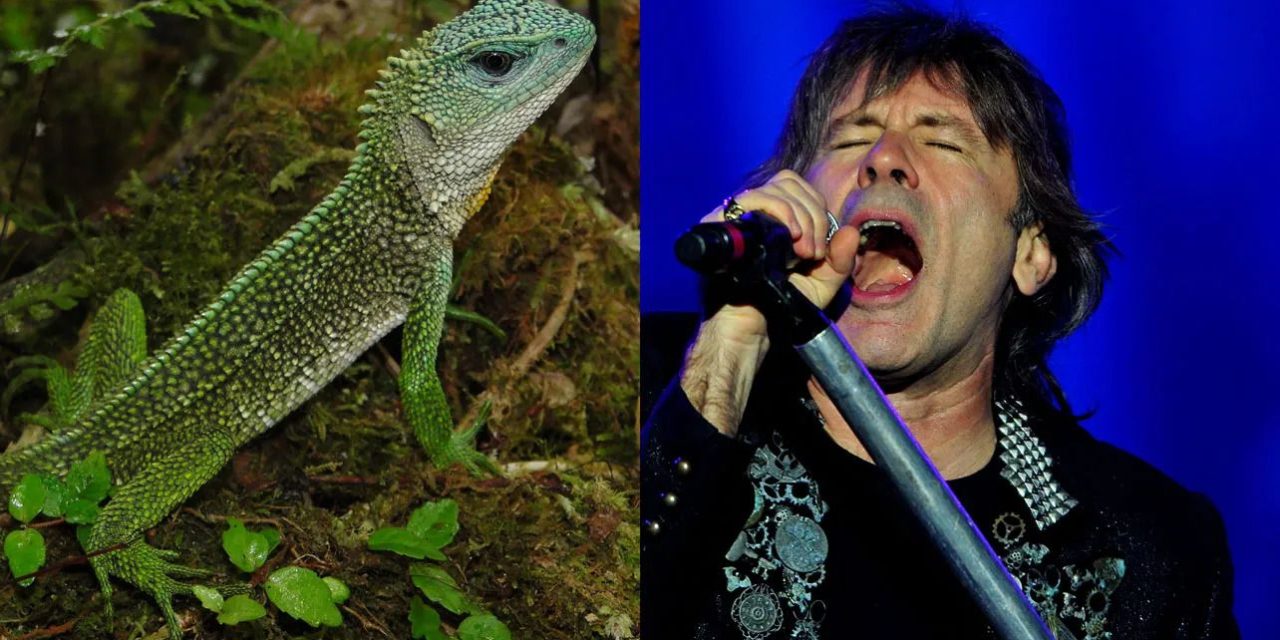 Descubren nueva especie de lagartija y la nombran Bruce Dickinson, cantante de Iron Maiden