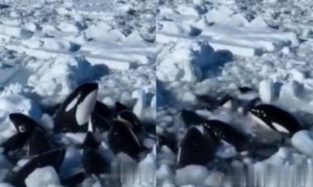 Orca atrapadas en el hielo despiertan preocupación en Japón