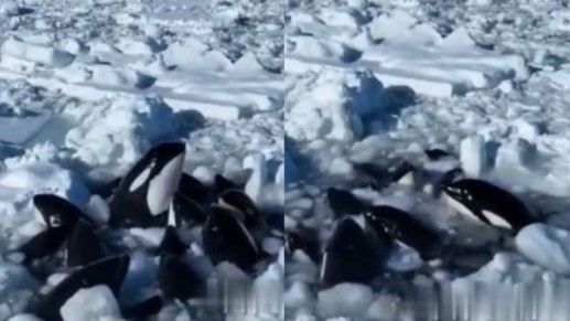 Orca atrapadas en el hielo despiertan preocupación en Japón