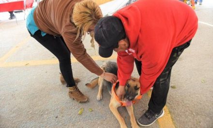 Llaman a cuidar la salud de las mascotas
