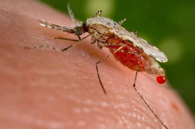 Detectan caso de malaria en mujer de Venezuela que transitaba por Coahuila