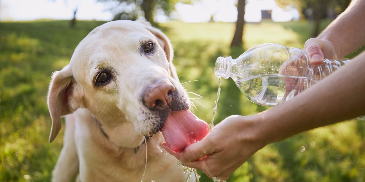 Cuida a tus mascotas de los golpes de calor