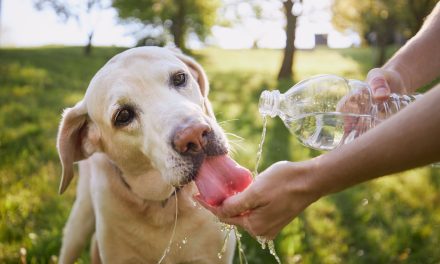 Cuida a tus mascotas de los golpes de calor
