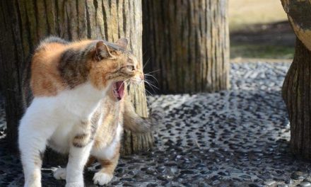 Hombre muere por rabia en Cancún… ¡lo mordió un gato!