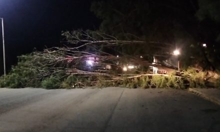 Enorme árbol colapsa en Parras ocasionando daños materiales