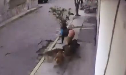 Video: Jauría de perros atacan a dos jóvenes en el Estado de México