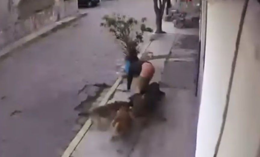 Video: Jauría de perros atacan a dos jóvenes en el Estado de México