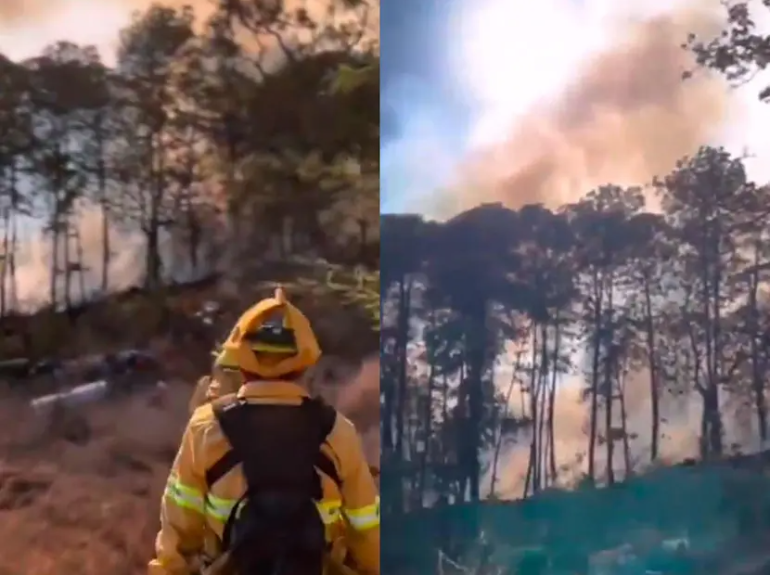 Incendio forestal amenaza el hábitat de la mariposa monarca